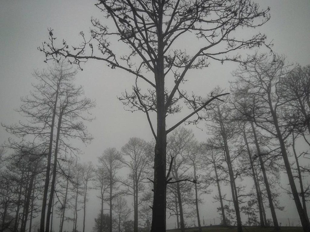Tarde con neblinas en el Cerro el Picacho - Foto de Evangelia Dicoulis